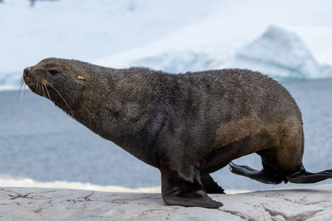 Antarctica photography capturing polar landscapes and wildlife in a remote, untouched environment at the edge of the world.