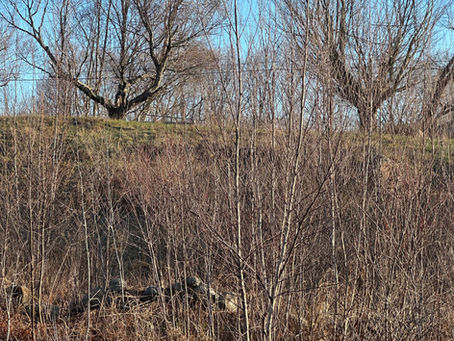 An intimate encounter with a Bobcat
