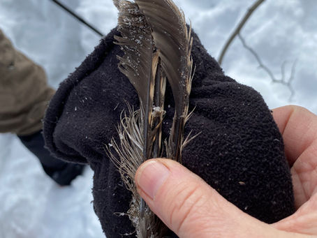 Cached Grouse and Mystery Noise