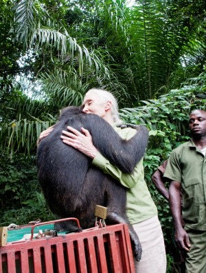 Jane Goodall: La mujer que nos enseñó a mirar a los animales a los ojos