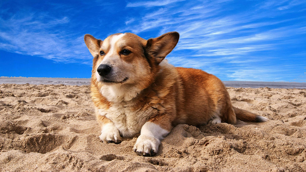 The dog days of summer aren’t a dead zone—they’re a strategic opportunity
