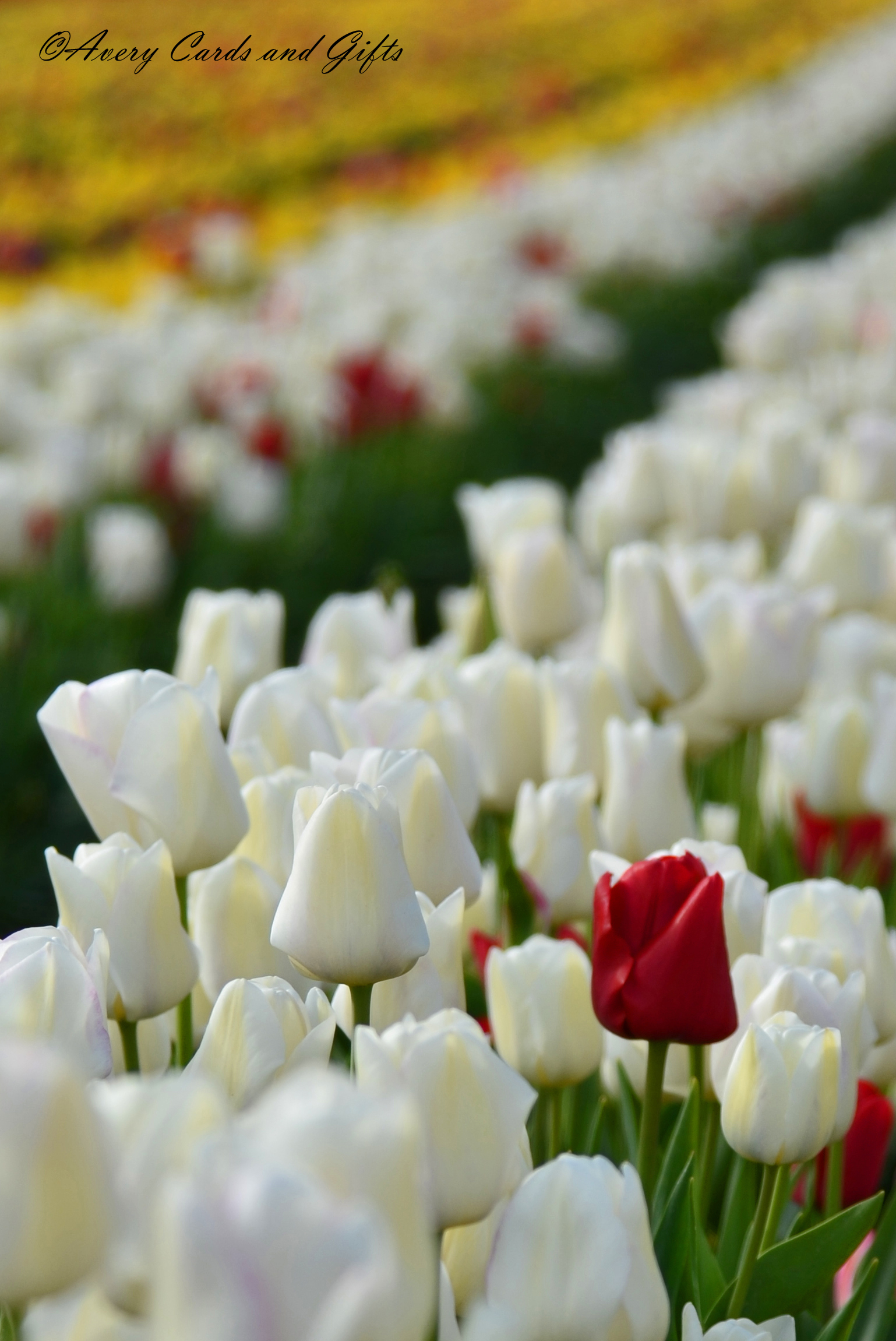 single red tulip.jpg