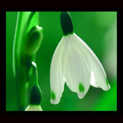 Summer Snowflake.jpg