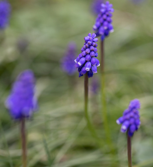 Grape Muscari in Cambridge