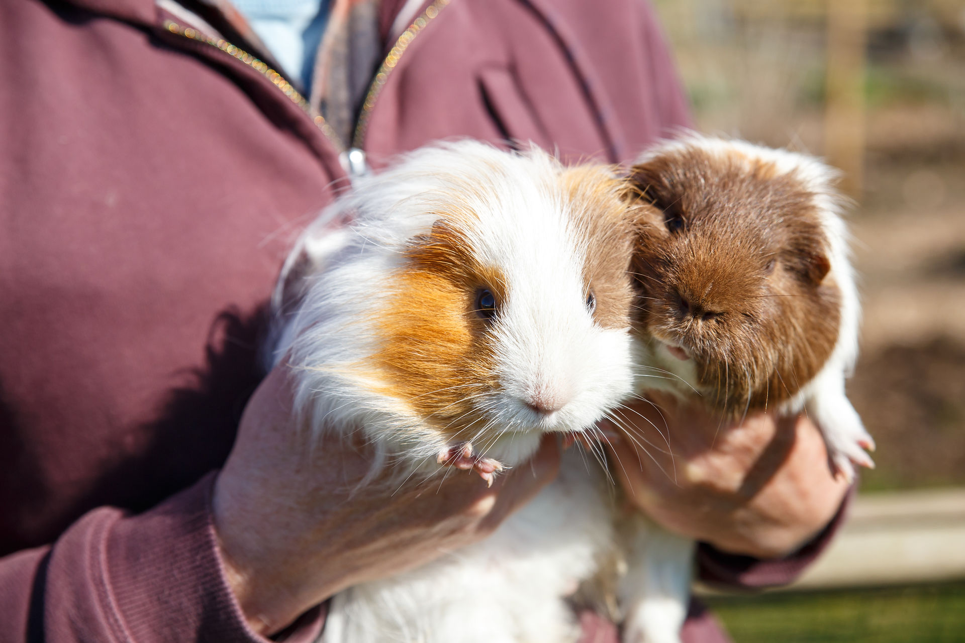 pathways guinea pigs being held by Geoff