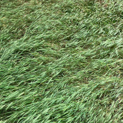 Long grass photographed from above