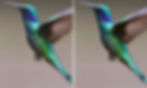 Reducción de ruido. A la izquierda un colibrí con granos y a la derecha sin grano