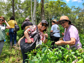 Vivências do Chá Maru Tours Sítio Yamamaru Colheita Rota do Chá
