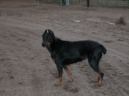 My rescued Beauceron, Gunner.