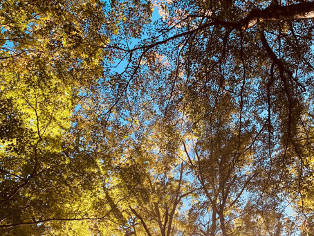 ホームページリニューアル!