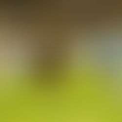 Another supersub moment for LAFC as they secure another three points against Minnesota United FC