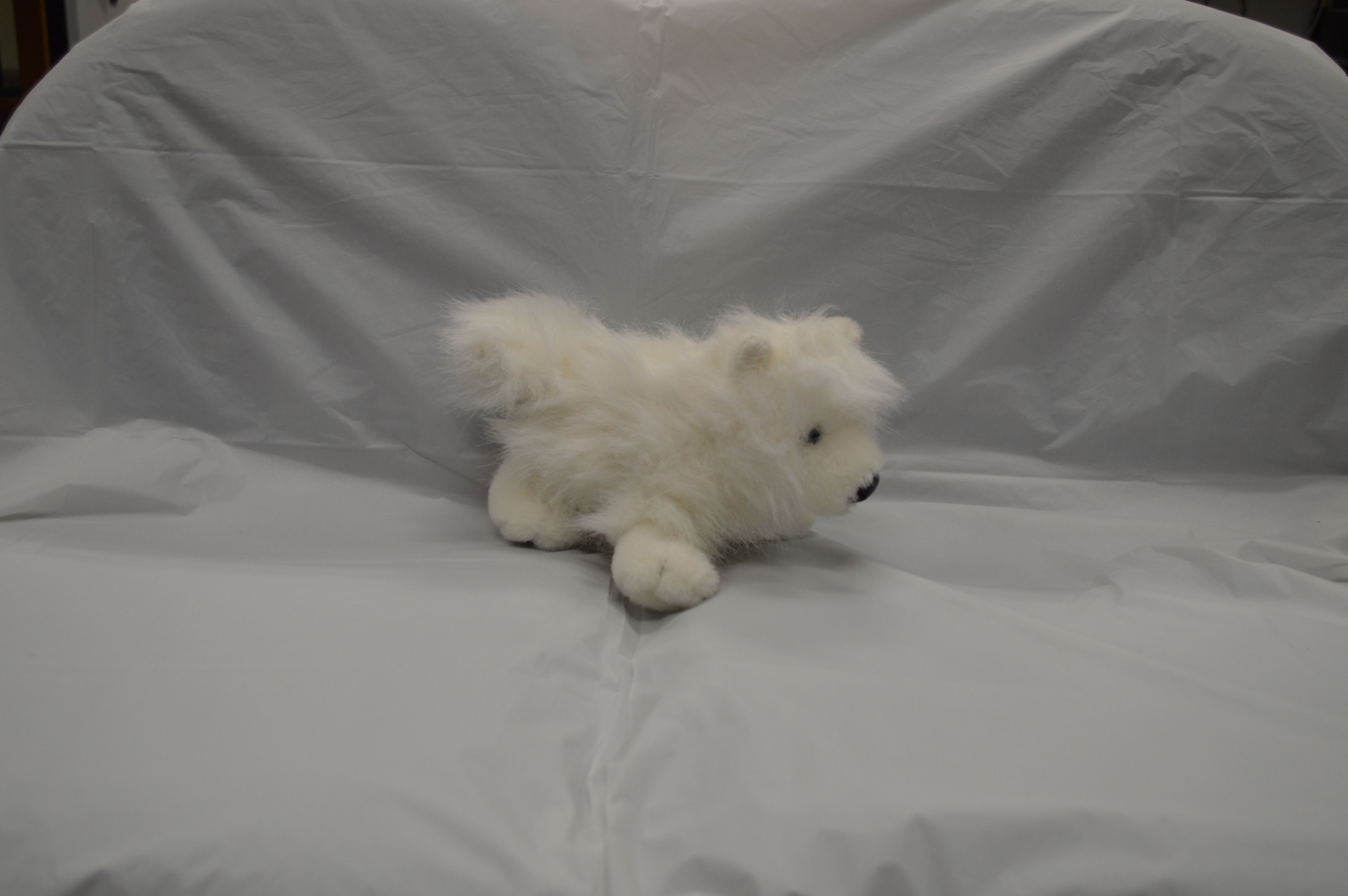 Small White Dog 36