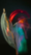 🟡reels isadora.jpg
