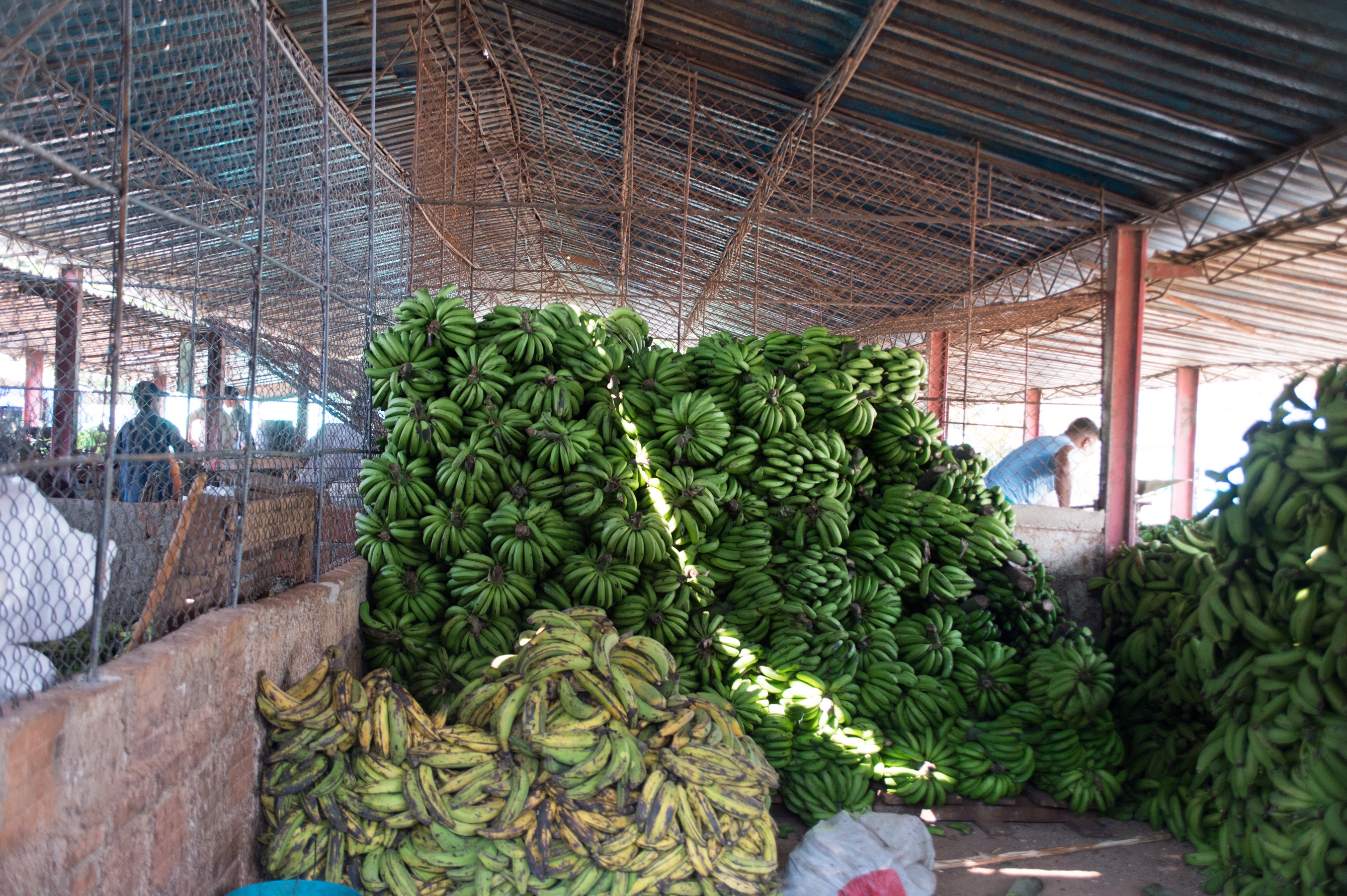 Platano Macho
