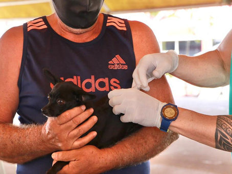 Senador Canedo já vacinou quase 1.500 animais na Campanha de Vacinação Antirrábica