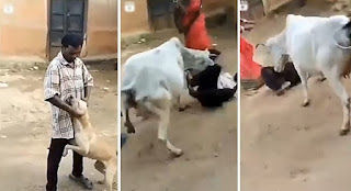 Ladrão cruel machuca cachorro e é chifrado por vaca logo depois