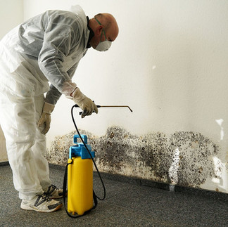 Silverman Mold Remediation 