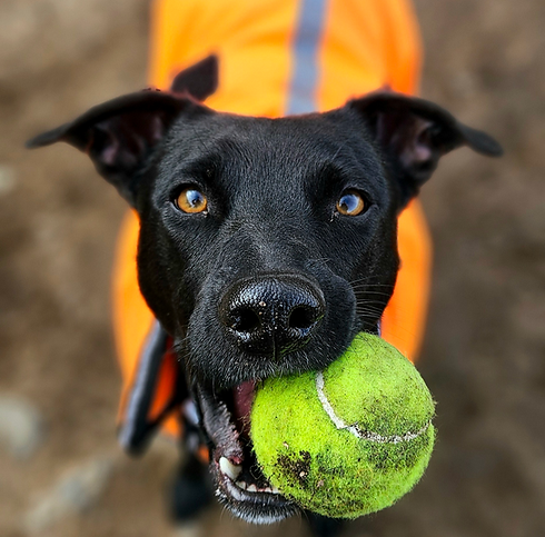 Annie-Tennis Ball_edited.png