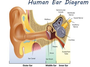What Are the Causes of Hearing Loss?