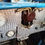 Miniaturbild: BUGATTI 37A KOMPRESSOR