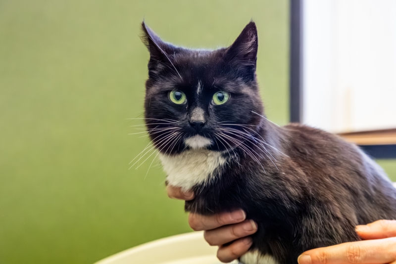 How to look after house cats