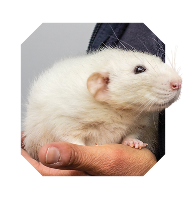 RSPCA Cut Out Full Bleed Mouse 1 RGB.png