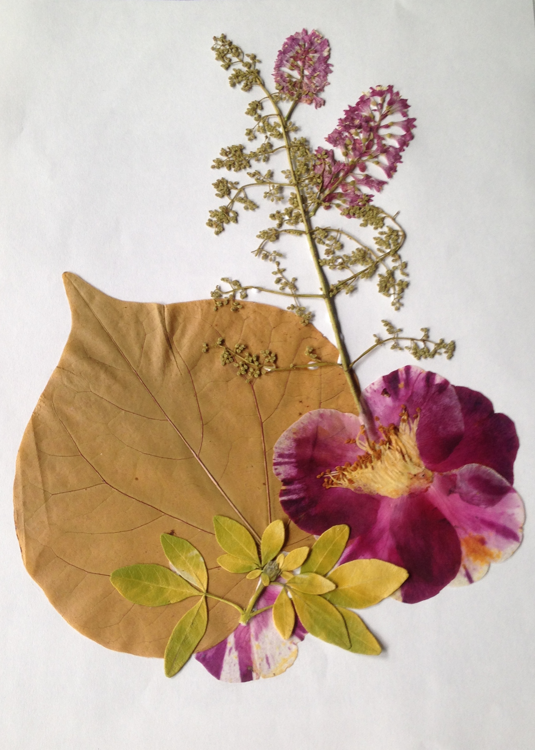 April_pressedflowerart_bobbikoller_bobbibackwards_2017.jpg