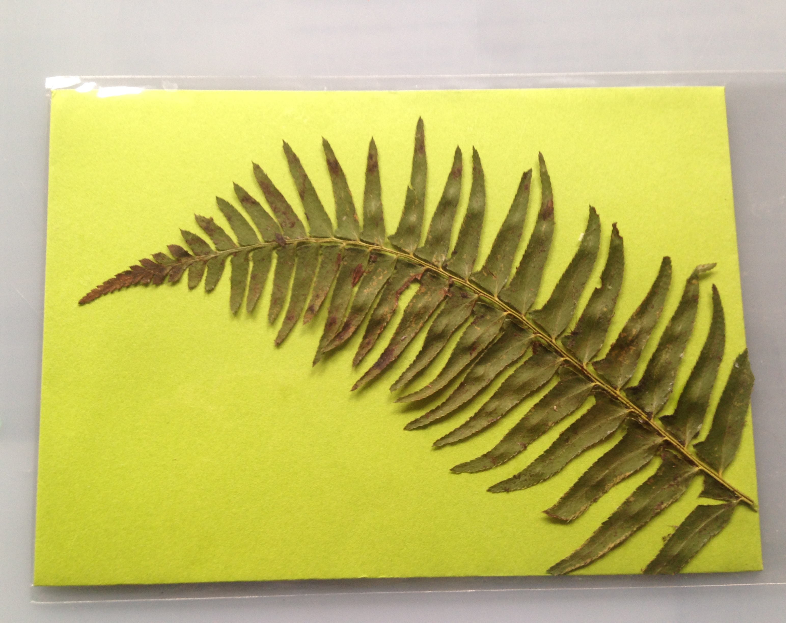 fern_flowerart_bobbikoller_bobbibackwards_2017.JPG.jpg