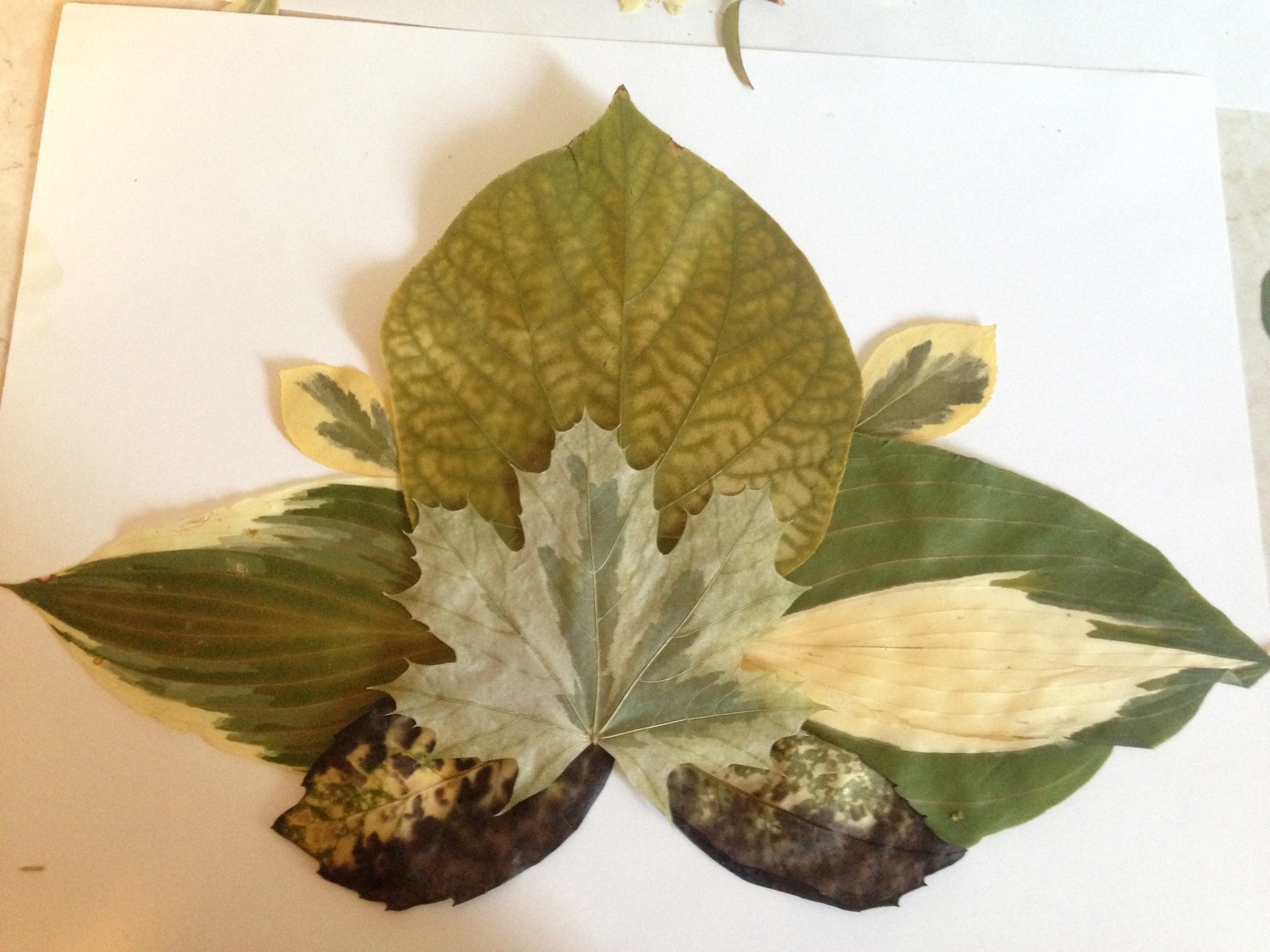 "leaf lotus" pressed flowerart