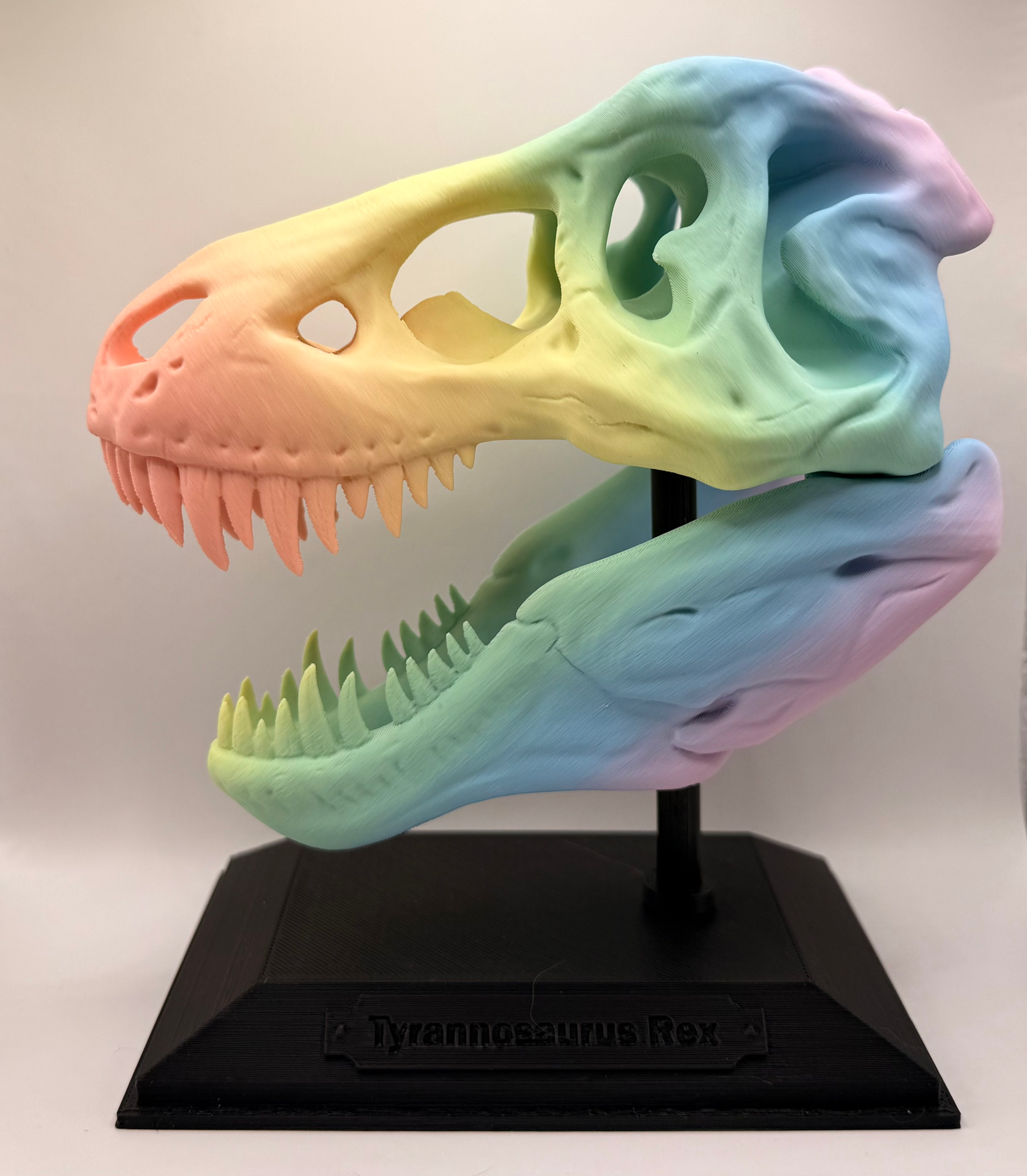 T-Rex Skull and Display