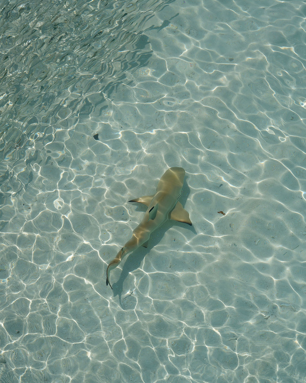 Requin pointe noire