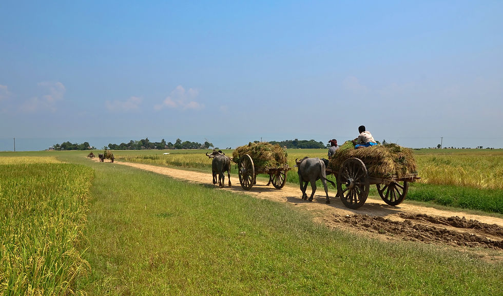 Agricultura en Bangladesh