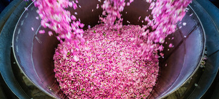 Festival de la Rosa - Bulgaria