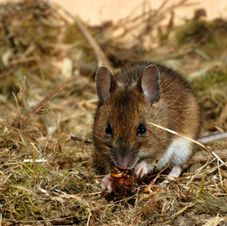  Wood mouse eating dead hornet