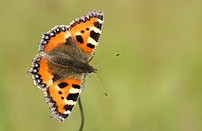 Wildlife photography talk by Stephen Powles