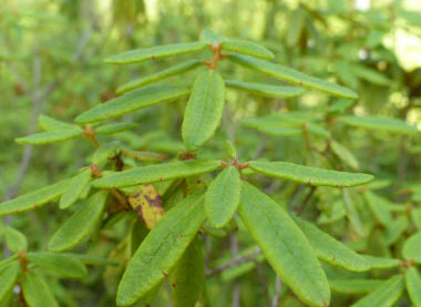 https://www.ediblewildfood.com/Labrador-tea.aspx