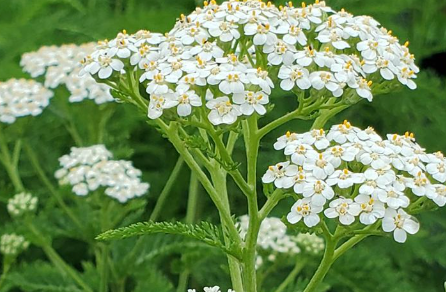 Yarrow