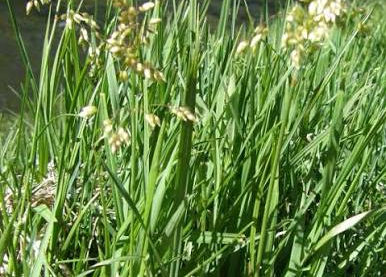 Sweet Grass