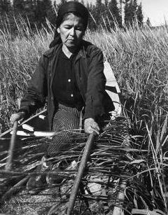 Traditional harvesting of wild rice. Source: Environment & Society Portal