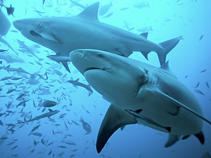 fiji-beqa-sharks-50.jpg