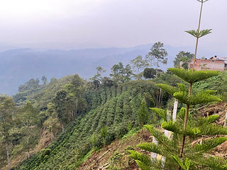 East Java coffee country side