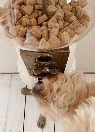 Small dog sniffing a vintage-style treat dispenser filled with heart-shaped dog biscuits—an adorable and interactive idea for a resident pet station or event.