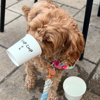 Small dog on a leash enjoying a whipped cream “pup cup” from a branded paper cup outdoors.