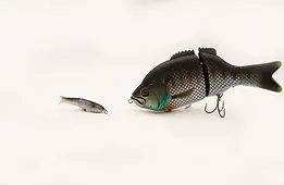 Simple-BFS-Glide-Minnow-Shad-2-scaled.webp