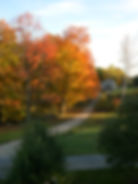 Sugar maples on display