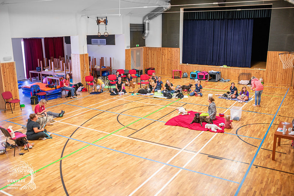 Seminář první pomoci psa v hostivické Sokolovně, 6. 8. 2022