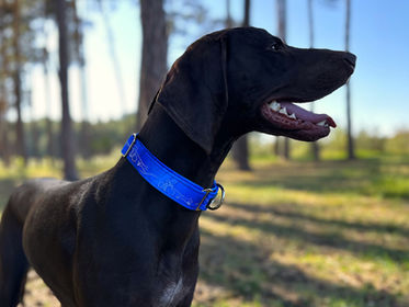 HannahB Dogwear obojky a vodítka