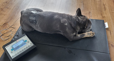 Amplivet Balu III_edited.jpg