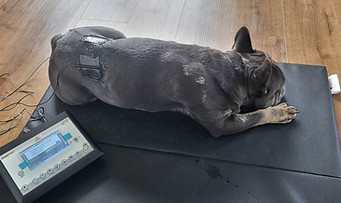 Amplivet Balu III_edited.jpg