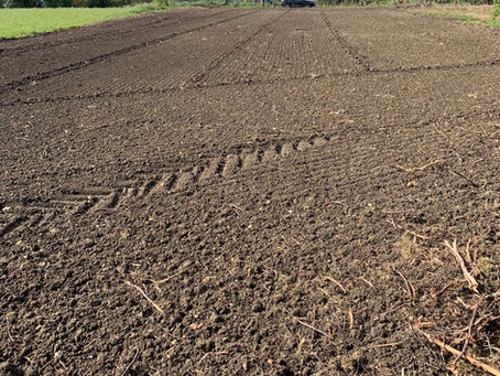 Sowing seeds...